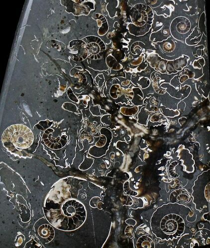 Polished Ammonites Marston Magna Marble - Tall #22094